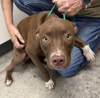 Enlarge Zayne, a Adoptable mixed breed in Lampasas, TX image 2/2