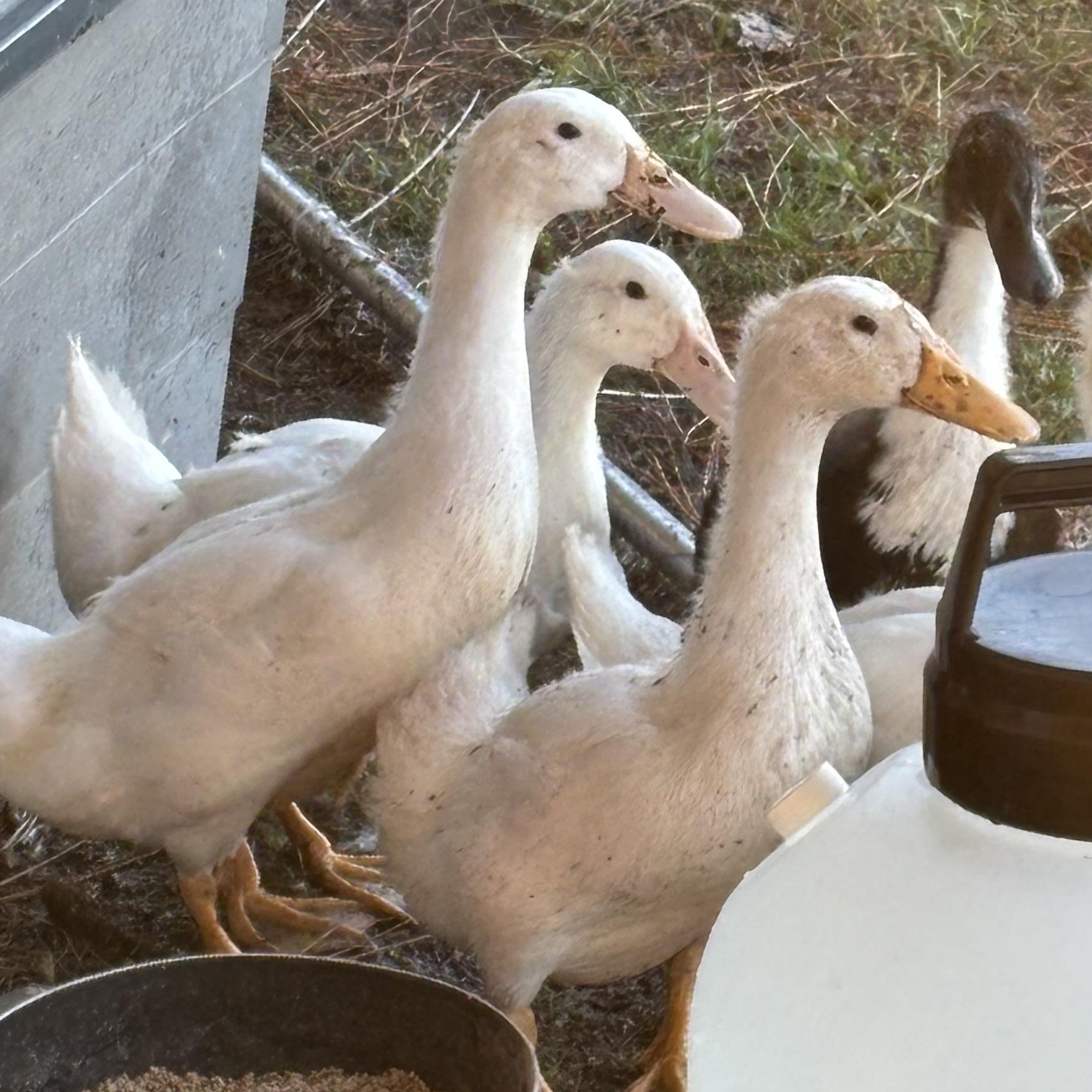 Enlarge Nibbles, a Adoptable Duck in GREENVILLE, NC image 1/1