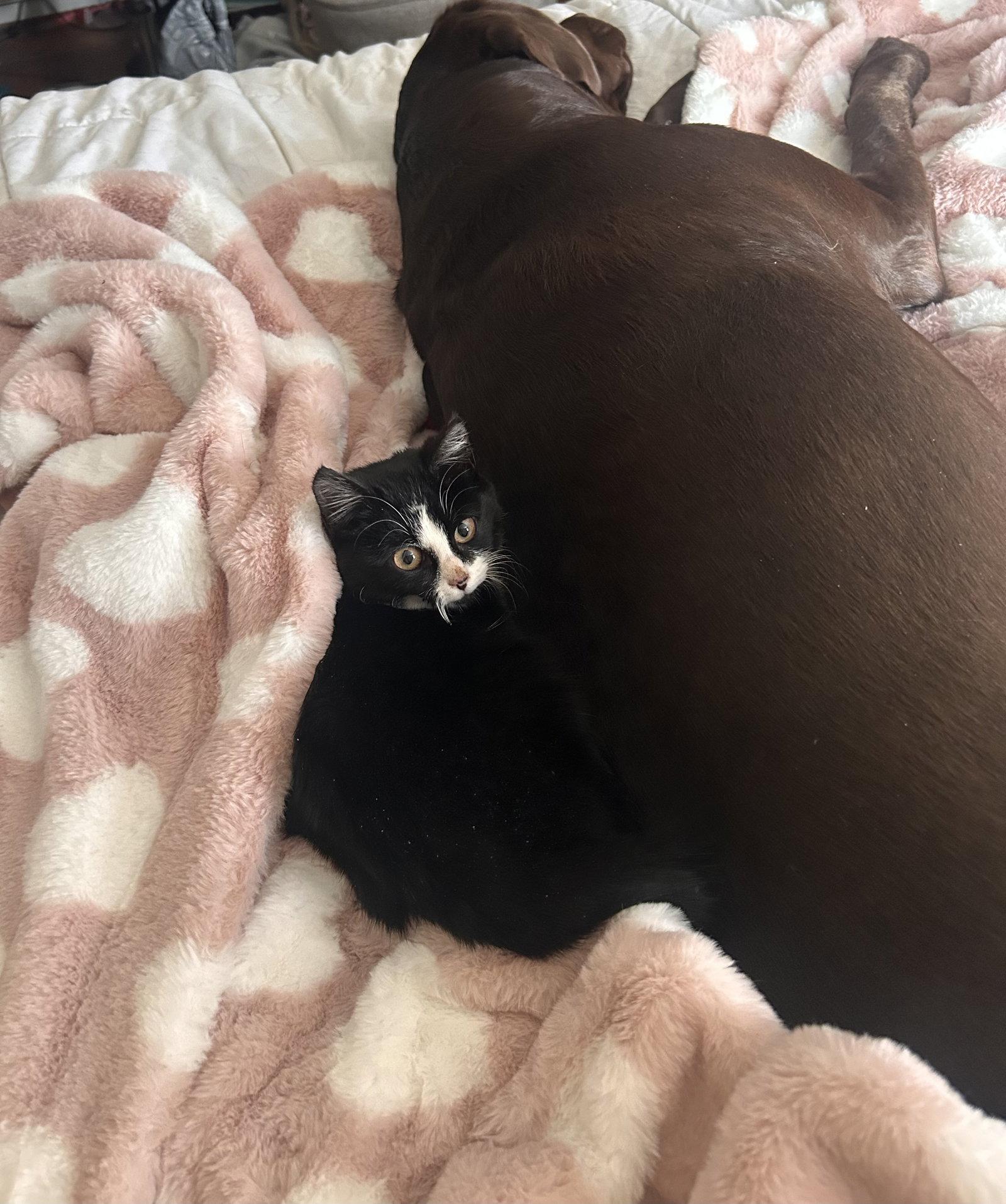 Venus, Adopted, Kitten Female Tuxedo.