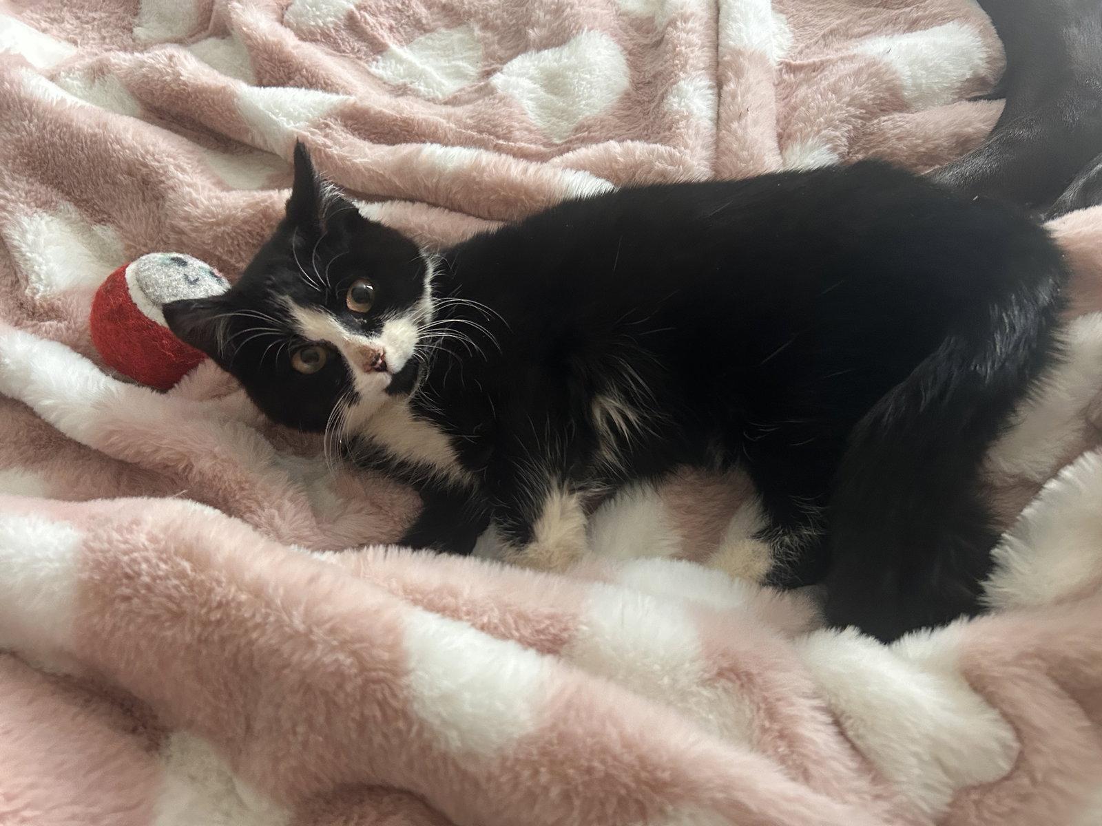 Enlarge Venus, a Adopted Tuxedo in East Derry, NH image 3/3