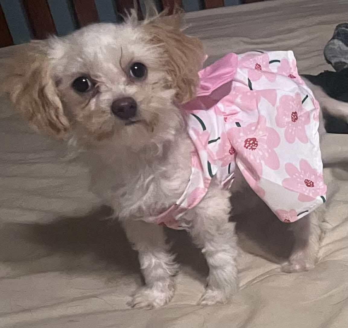 Lani