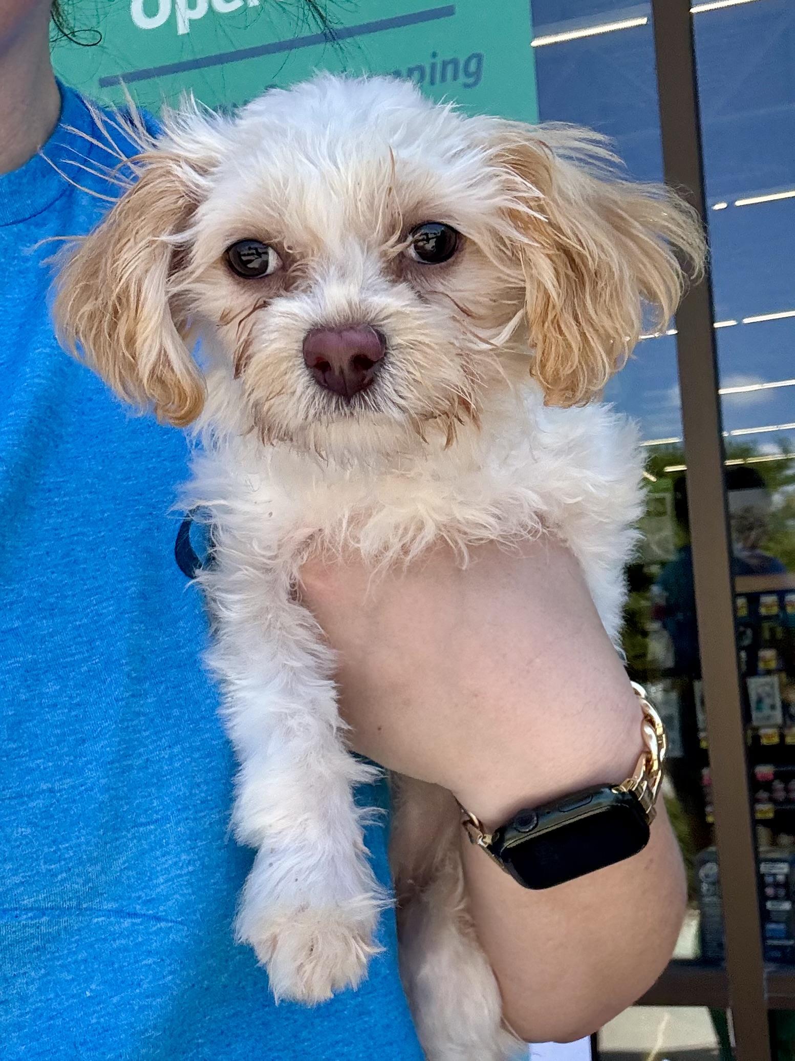 Lani