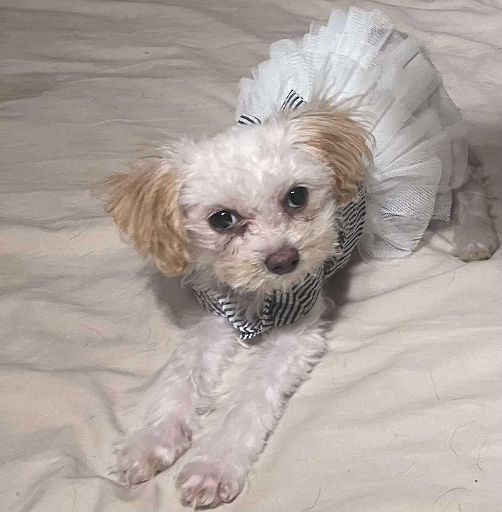 Lani