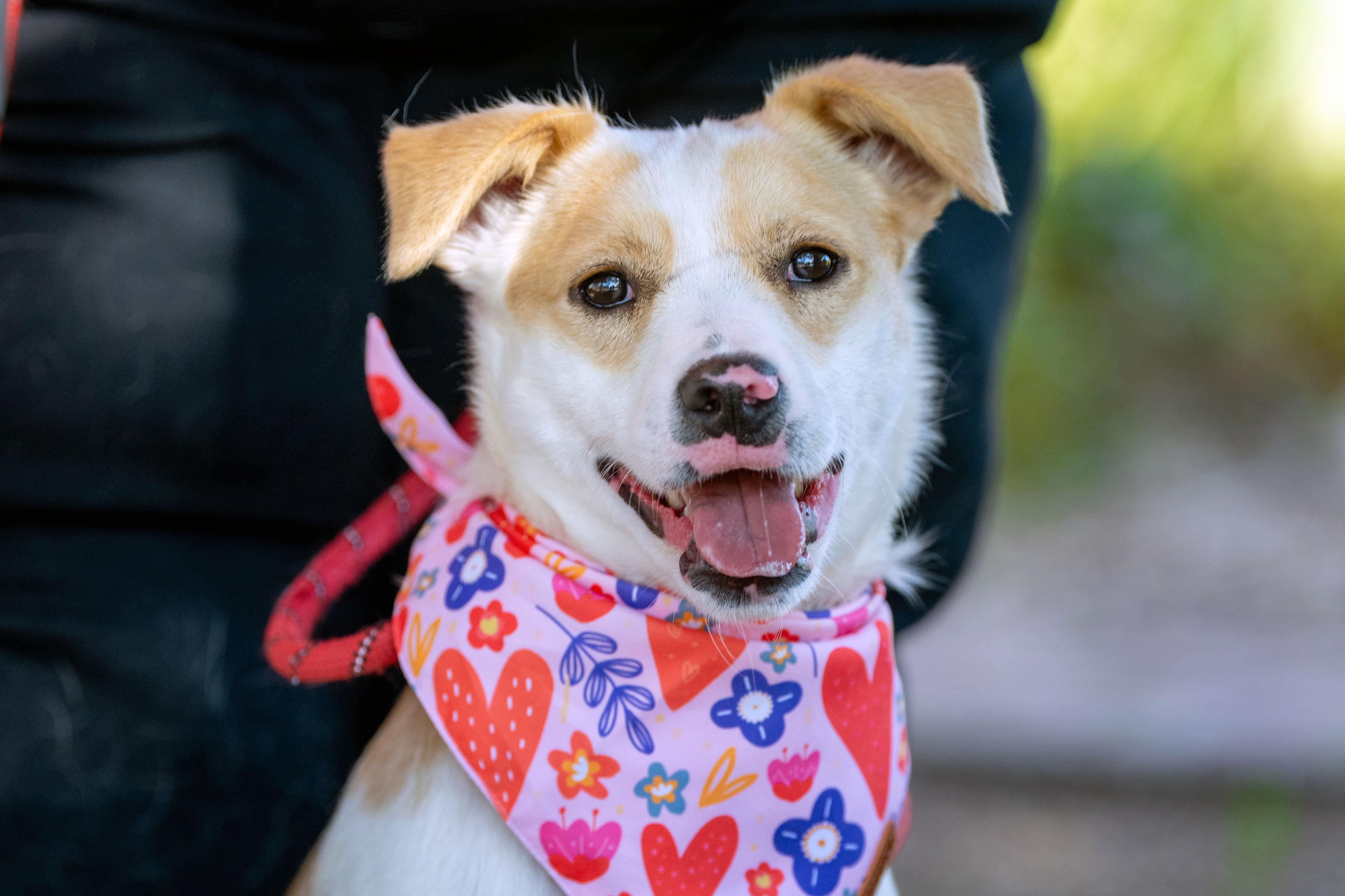Enlarge Cheeseball, a ADOPTABLE mixed breed in Santa Rosa, CA image 1/5