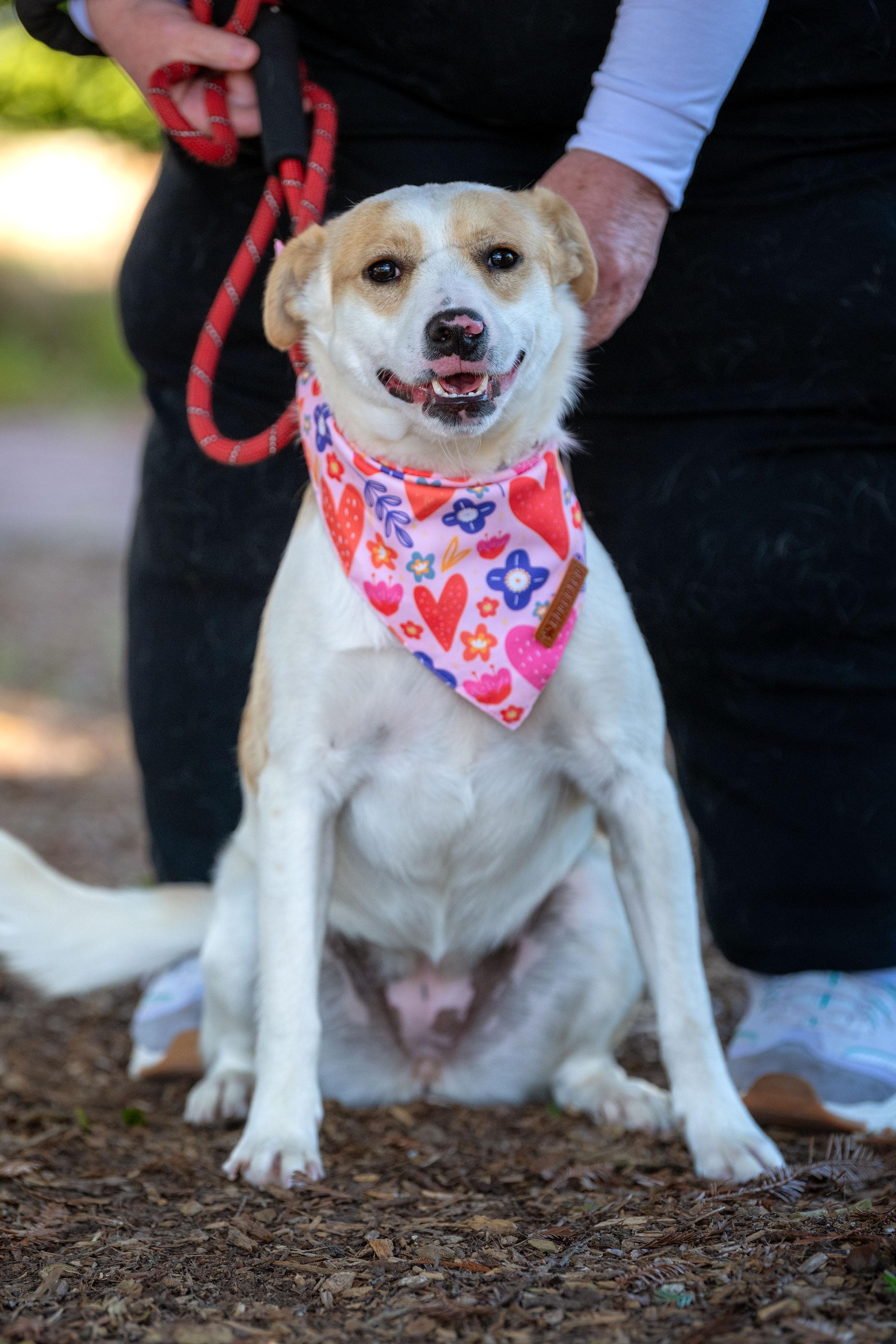 Enlarge Cheeseball, a ADOPTABLE mixed breed in Santa Rosa, CA image 3/5