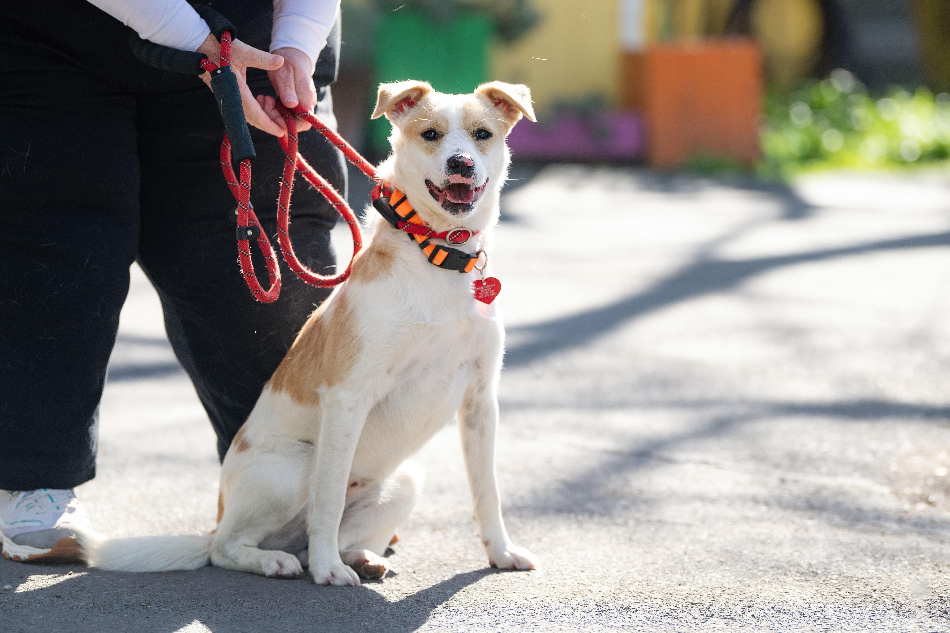 Enlarge Cheeseball, a ADOPTABLE mixed breed in Santa Rosa, CA image 5/5