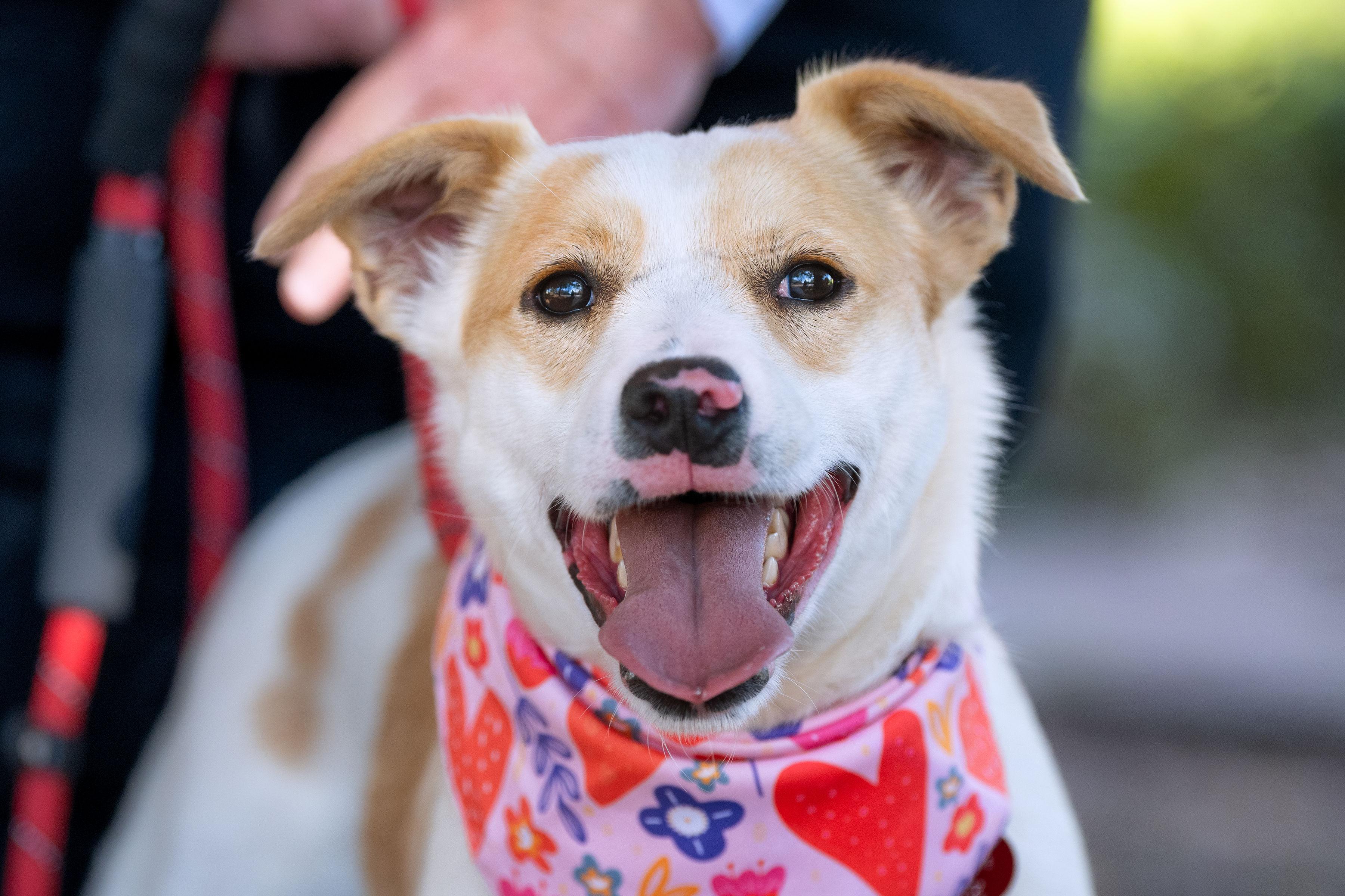 Cheeseball, ADOPTABLE, Young Female Terrier.