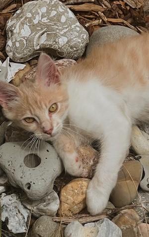 Buff Muffin, Adoptable, Young Male Domestic Short Hair.