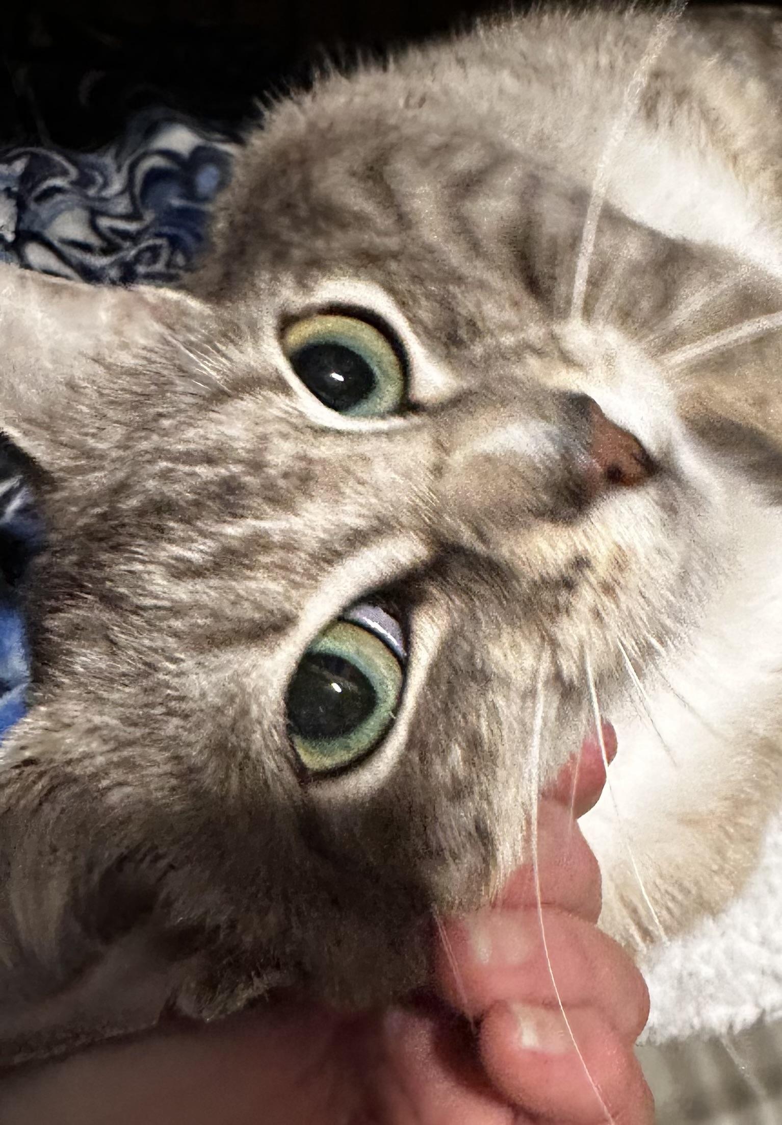 Enlarge Lily, an adopted Domestic Short Hair in Lake Worth, FL image 3/3
