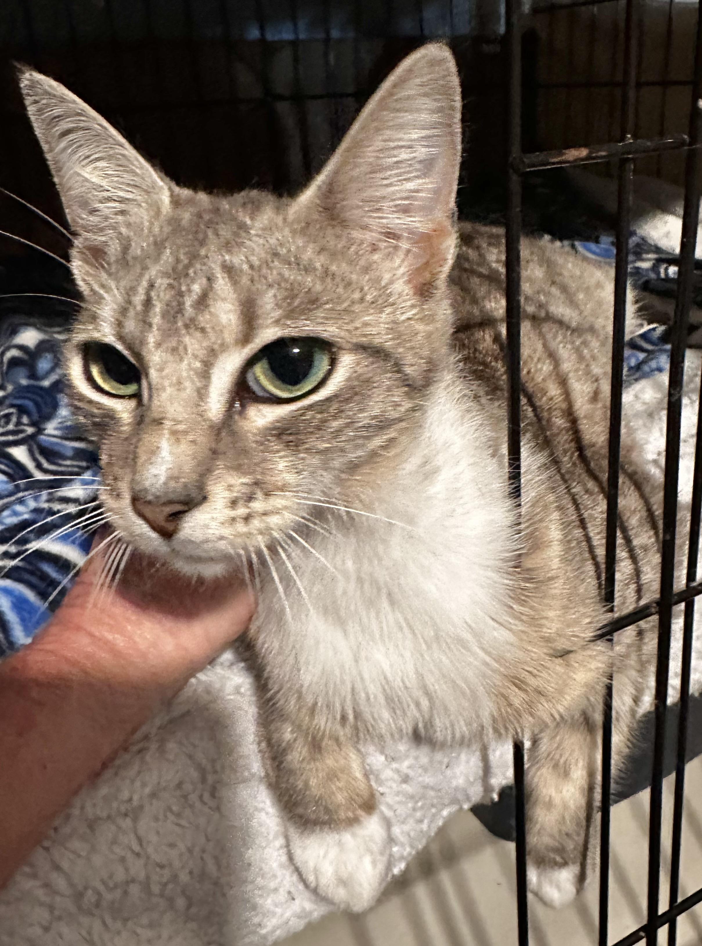 Lily, adopted, Young Female Domestic Short Hair.