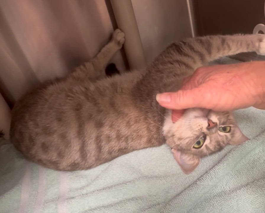 Enlarge Lily, an adopted Domestic Short Hair in Lake Worth, FL video 2/3