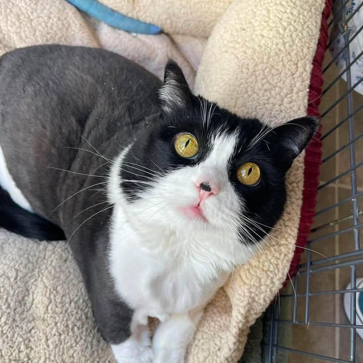 Linette, Adoptable, Adult Female Domestic Short Hair.