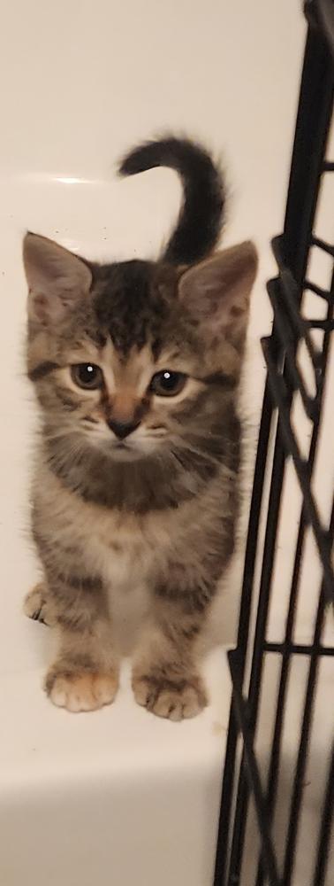 Enlarge Nova, a Adoptable Domestic Short Hair in Emerald Isle, NC image 1/1