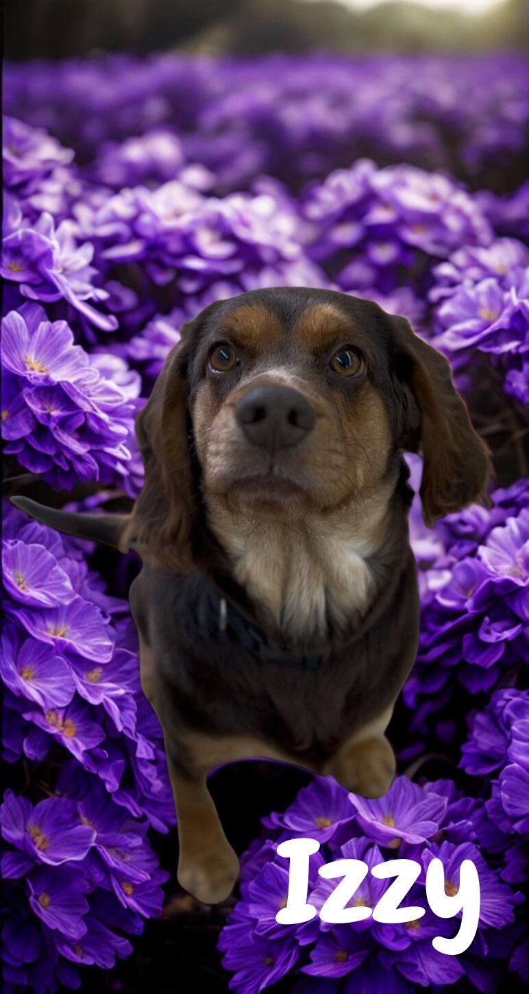 Izzy , ADOPTABLE, Young Female Cocker Spaniel & Beagle.