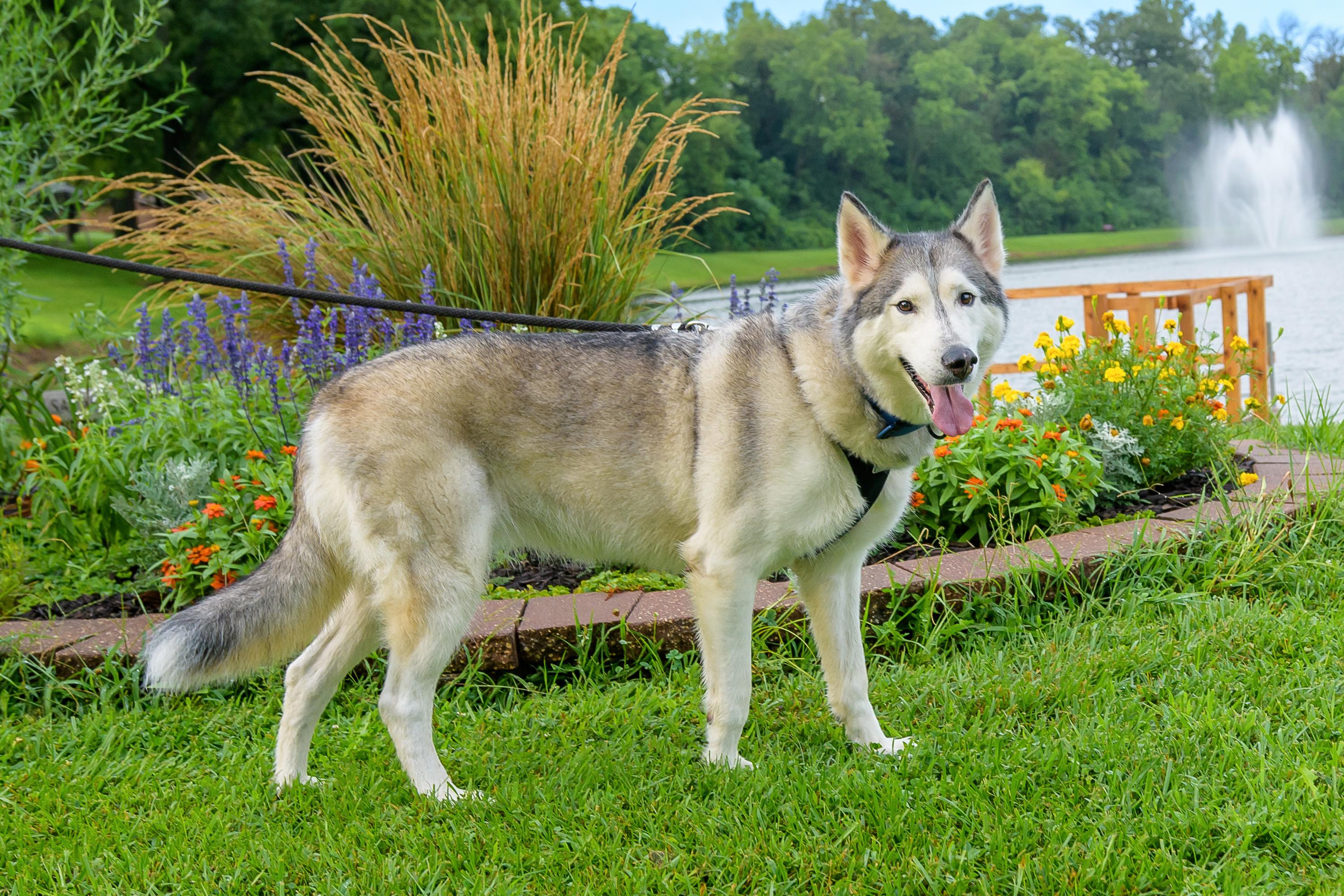 Nola, Adoptable, Senior Female Siberian Husky.