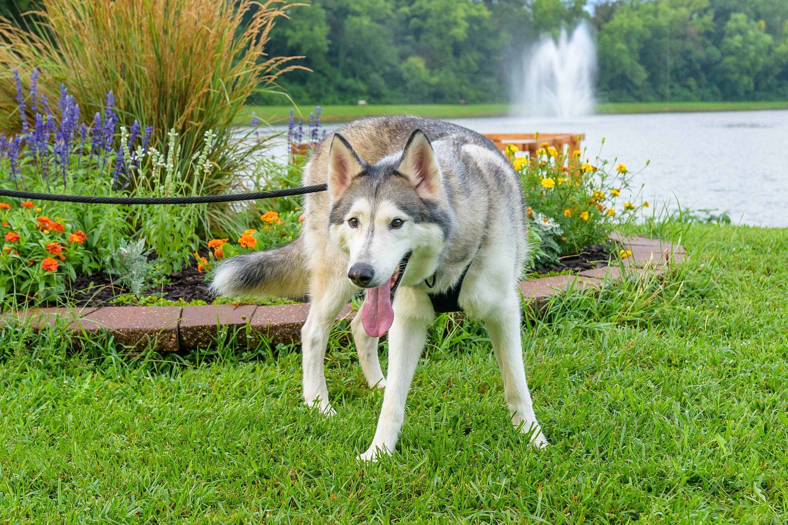 Enlarge Nola, a Adoptable Siberian Husky in Omaha, NE image 2/4