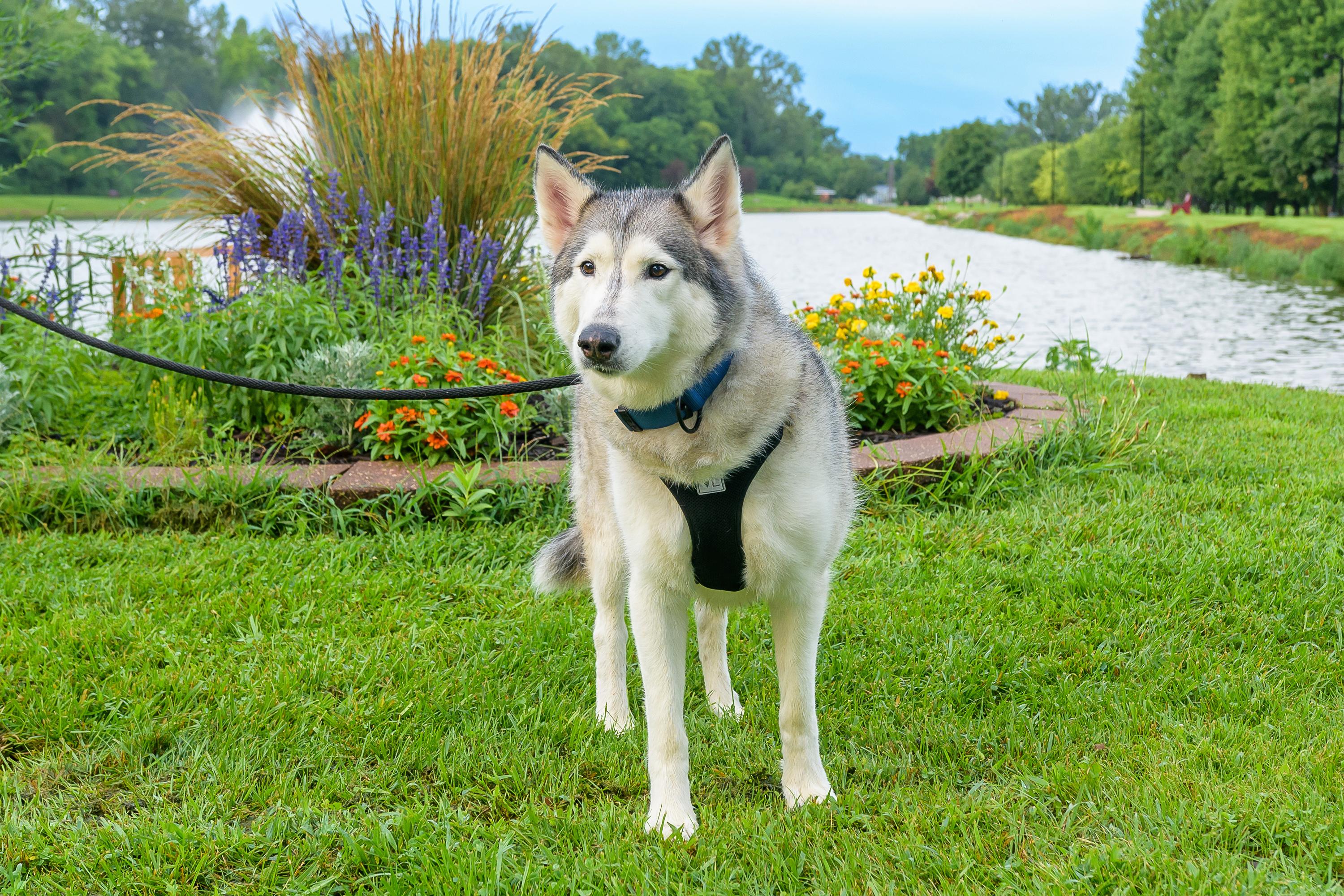 Enlarge Nola, a Adoptable Siberian Husky in Omaha, NE image 3/4