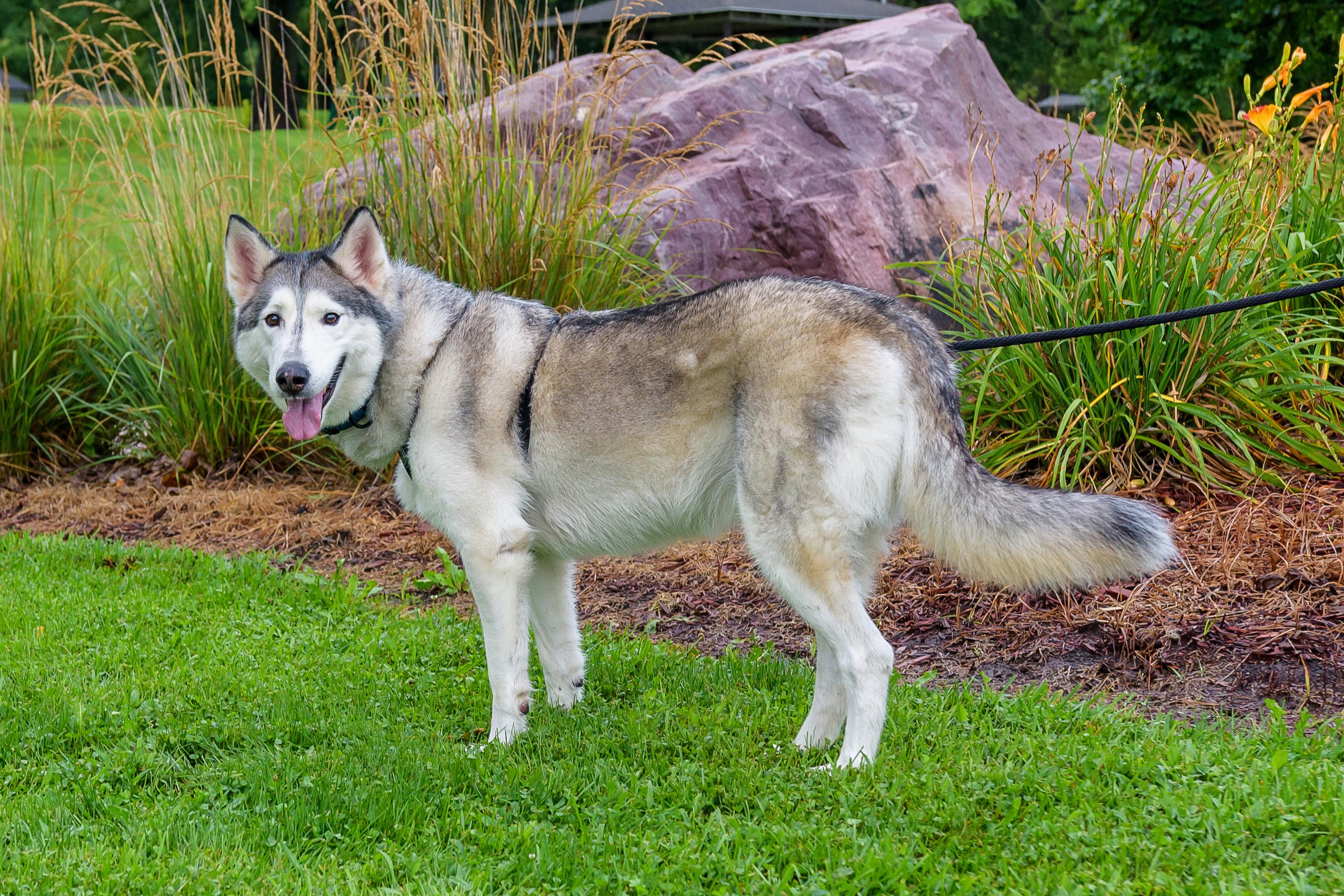 Enlarge Nola, a Adoptable Siberian Husky in Omaha, NE image 4/4