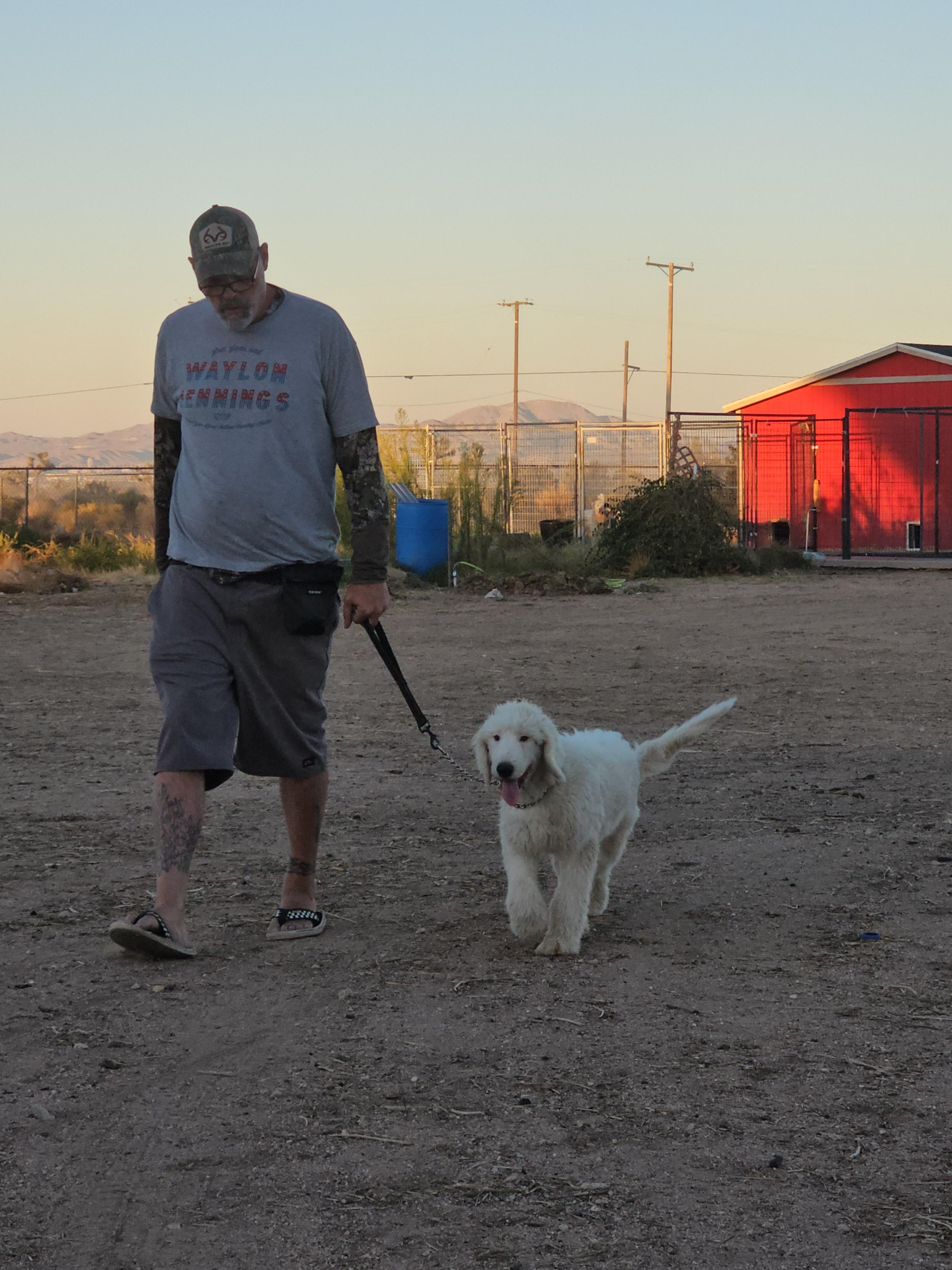 Barry White, an adoptable Sheepadoodle, Standard Poodle in Phelan, CA, 92371 | Photo Image 4
