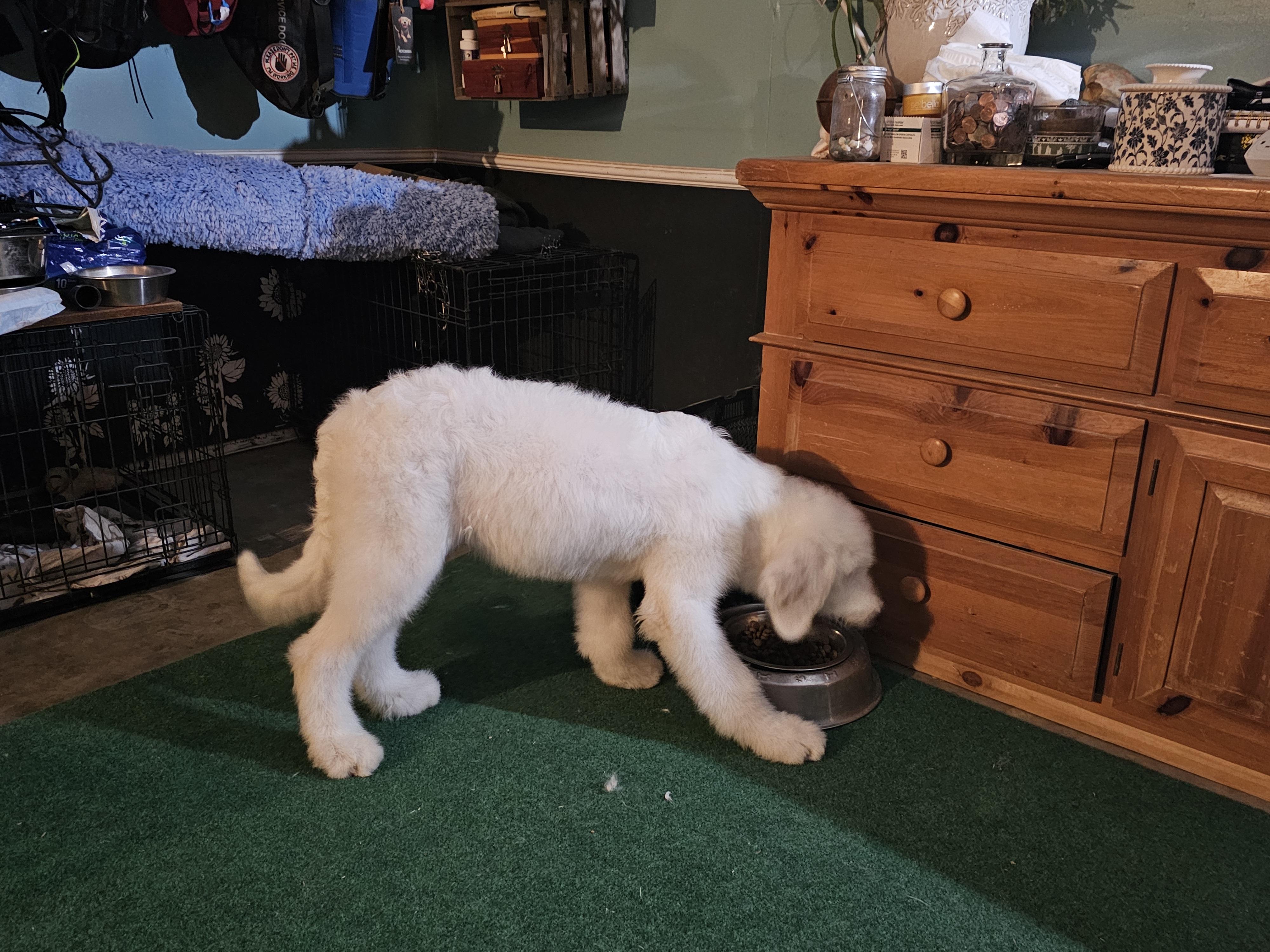 Barry White, an adoptable Sheepadoodle, Standard Poodle in Phelan, CA, 92371 | Photo Image 5