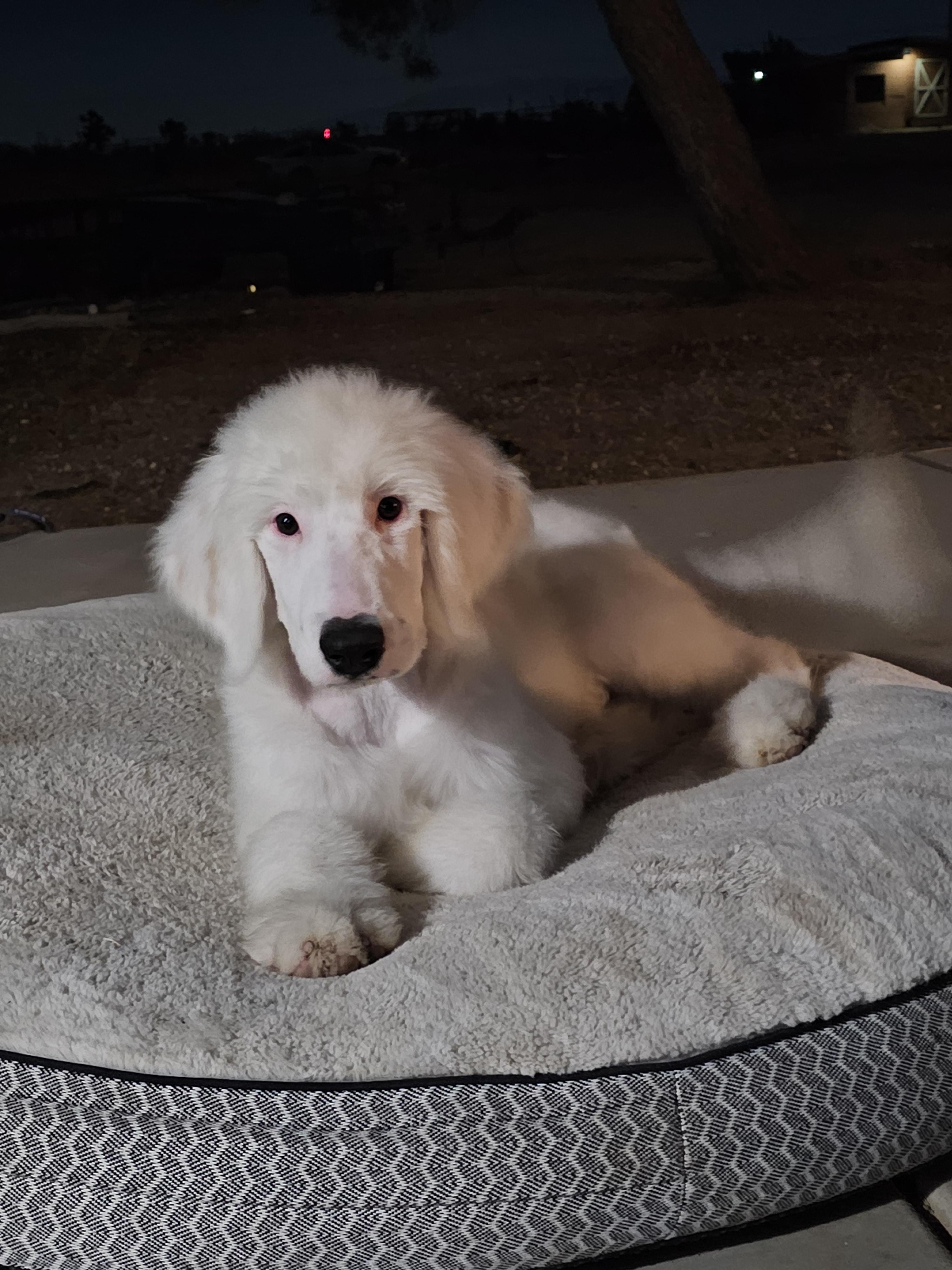 Barry White, an adoptable Sheepadoodle, Standard Poodle in Phelan, CA, 92371 | Photo Image 2