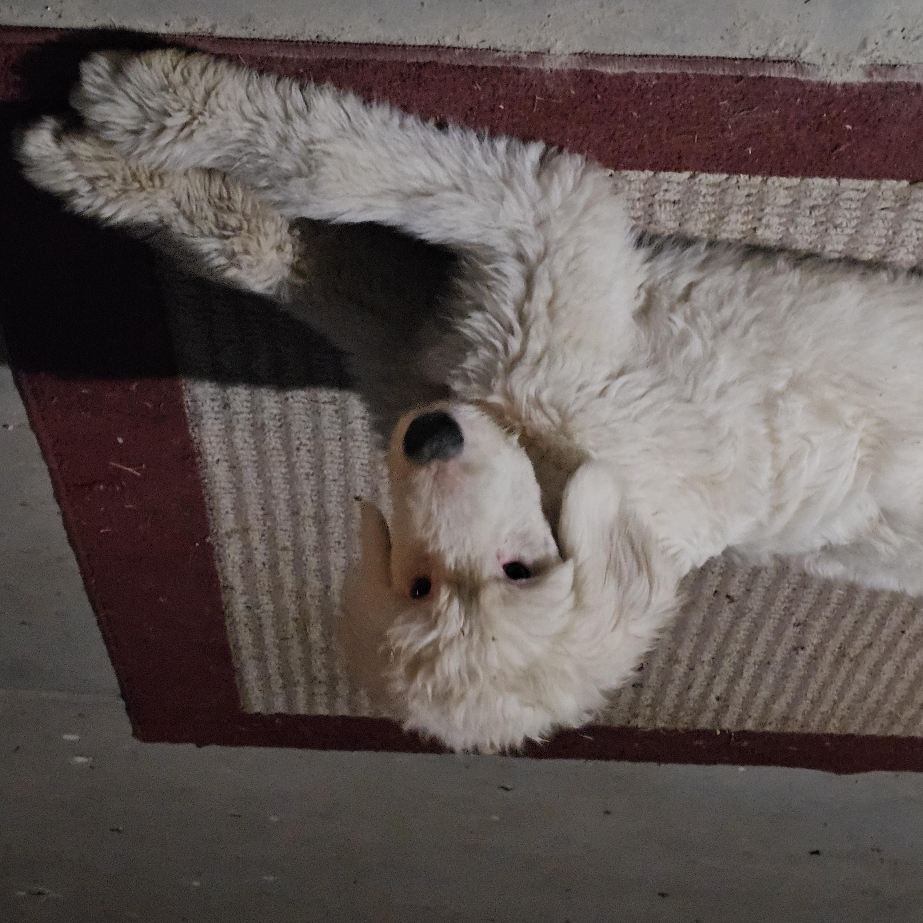 Barry White, an adoptable Sheepadoodle, Standard Poodle in Phelan, CA, 92371 | Photo Image 3