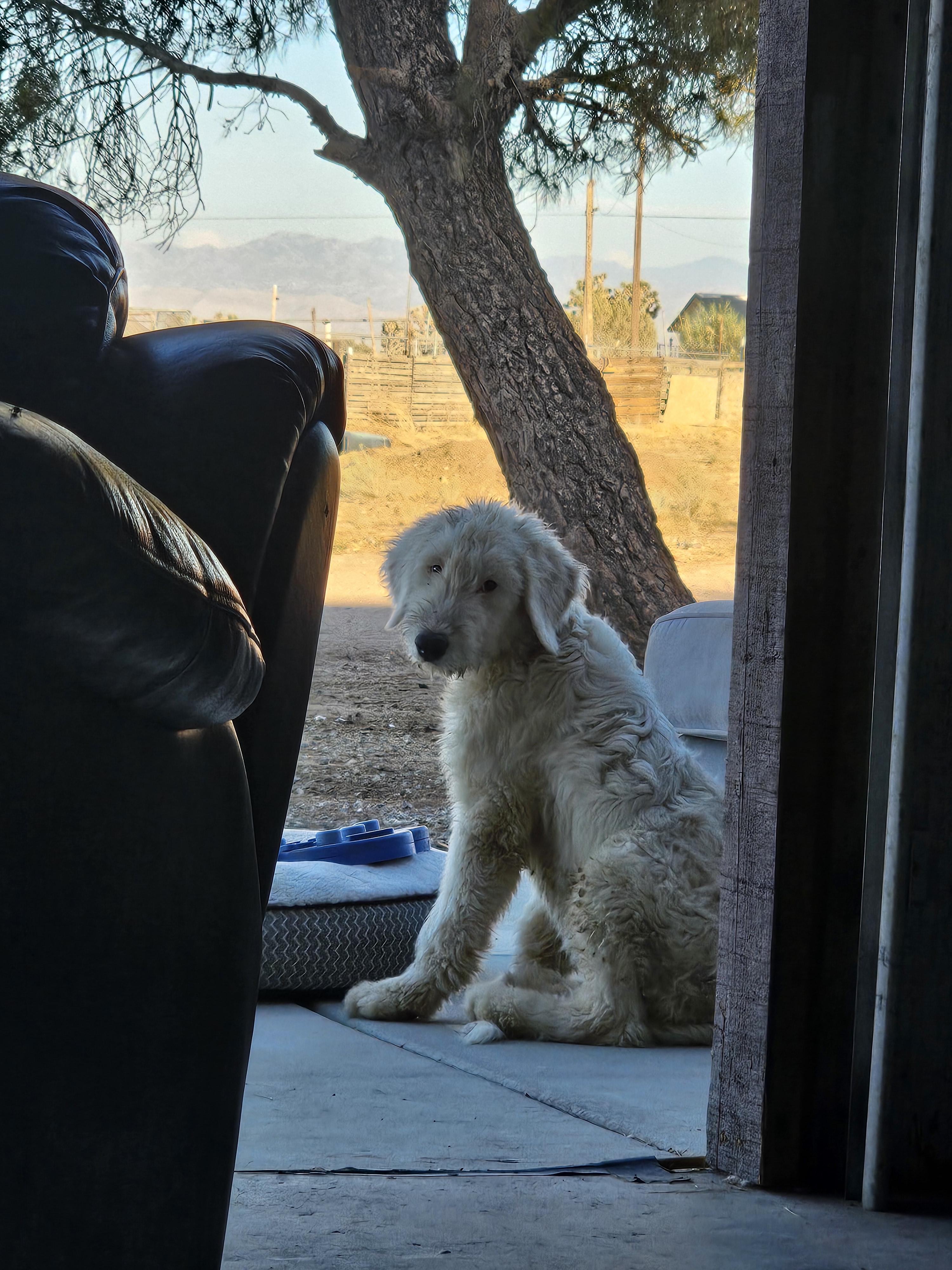 Barry White, an adoptable Sheepadoodle, Standard Poodle in Phelan, CA, 92371 | Photo Image 1