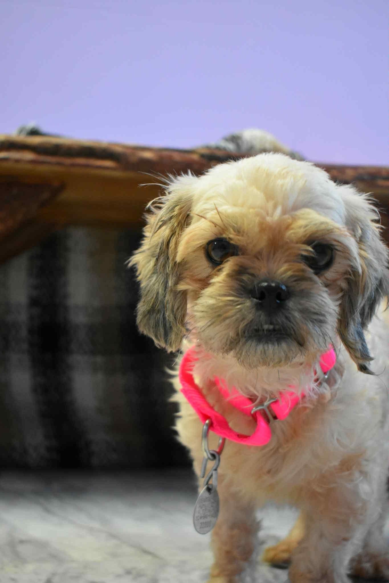 Dottie