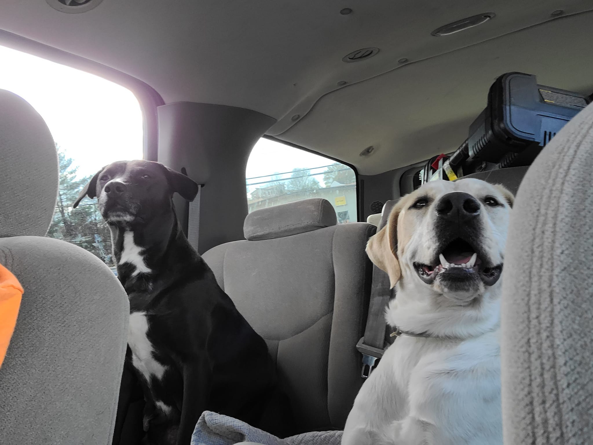 Rico, a Adoptable English Pointer in Greeneville, TN image 3/6