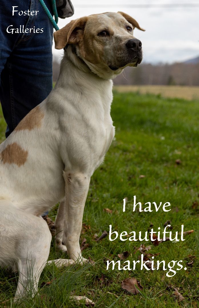 Rico, a Adoptable English Pointer in Greeneville, TN image 4/6