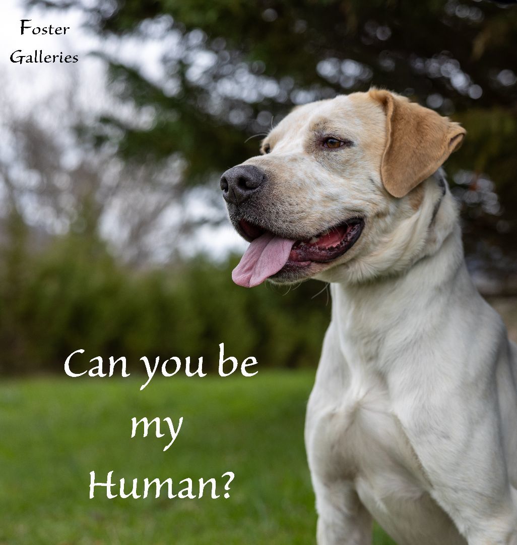 Rico, Adoptable, Young Male English Pointer.