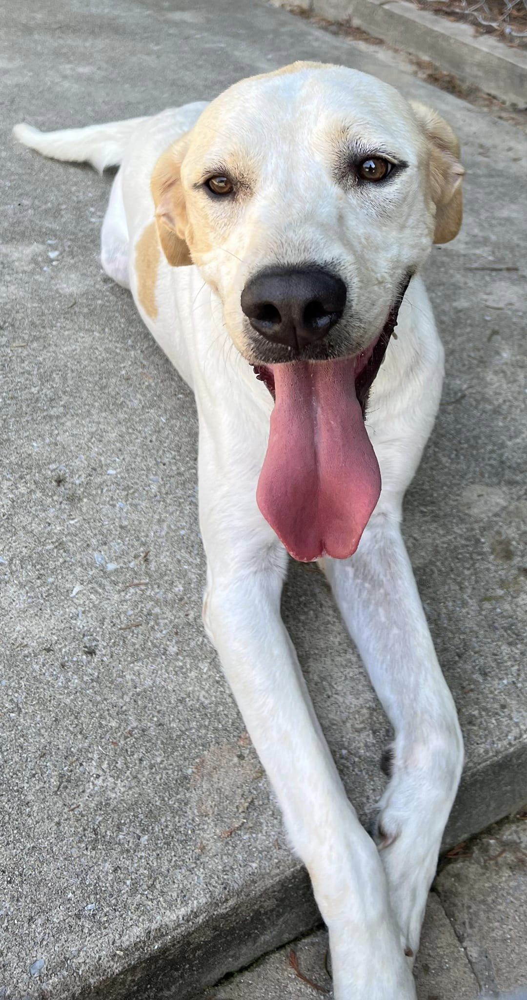 Rico, a Adoptable English Pointer in Greeneville, TN image 2/6