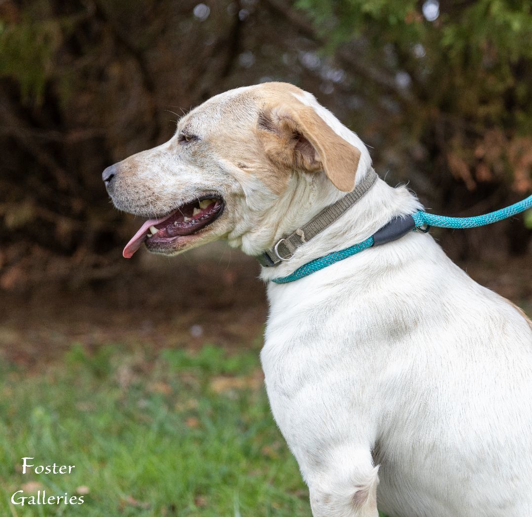 Rico, a Adoptable English Pointer in Greeneville, TN image 5/6