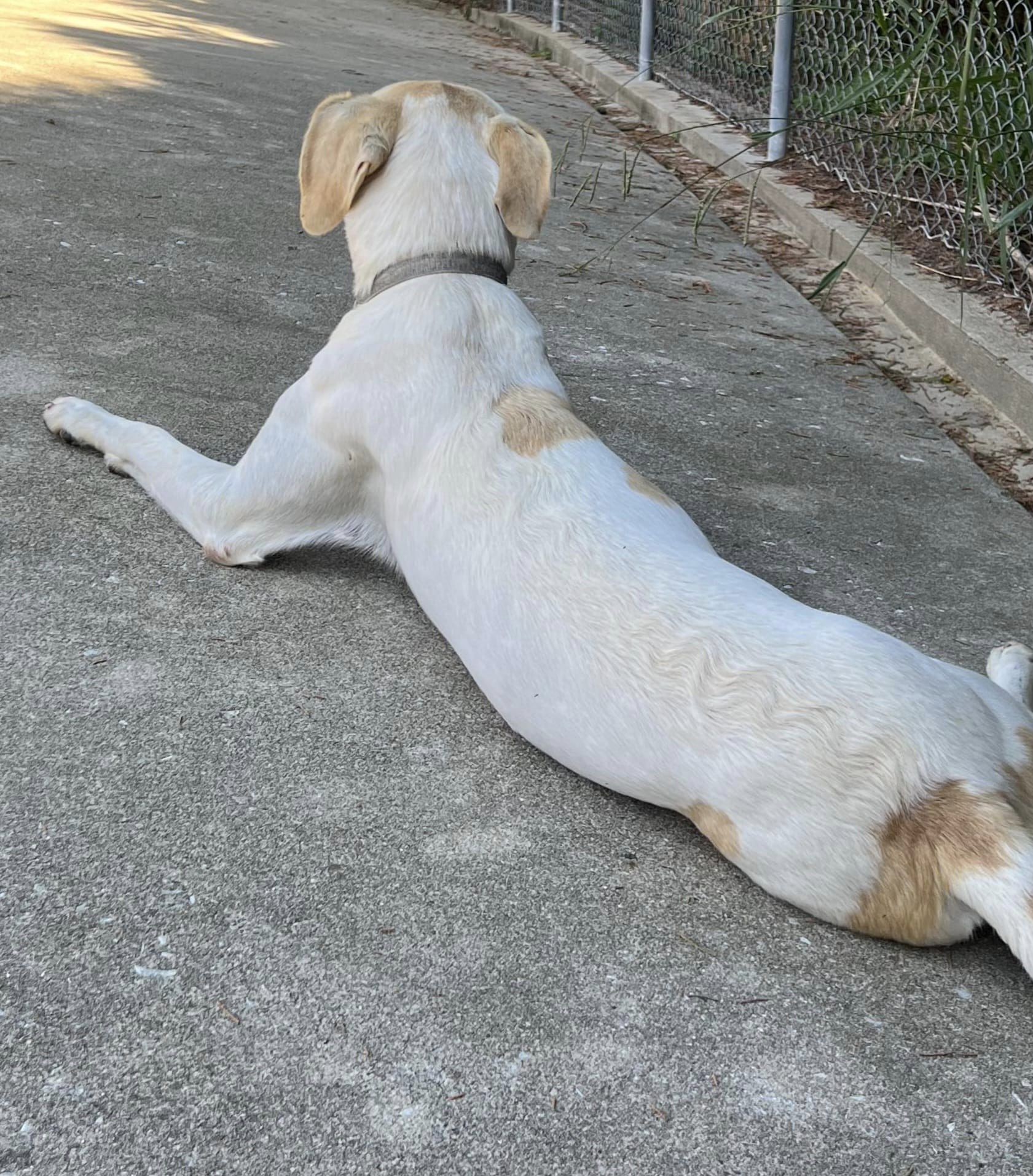 Rico, a Adoptable English Pointer in Greeneville, TN image 6/6