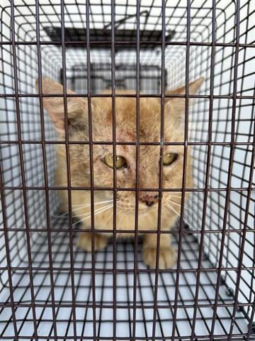 A650417 — thumbnail 2