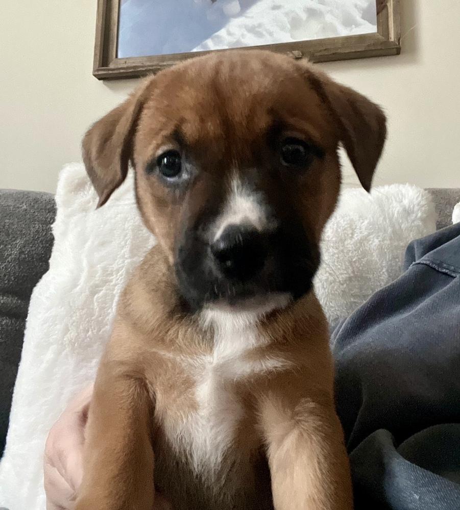 Blossom, Adoptable, Puppy Female Shepherd.