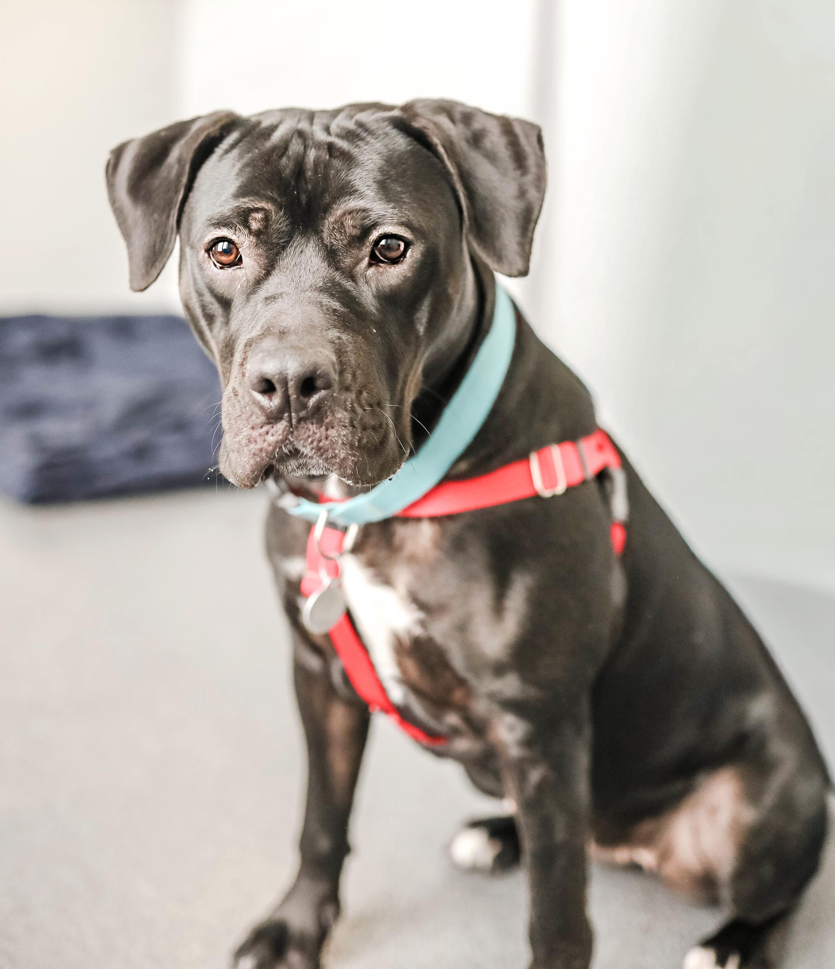 Enlarge Iris, a ADOPTABLE mixed breed in Pontiac, MI image 1/1