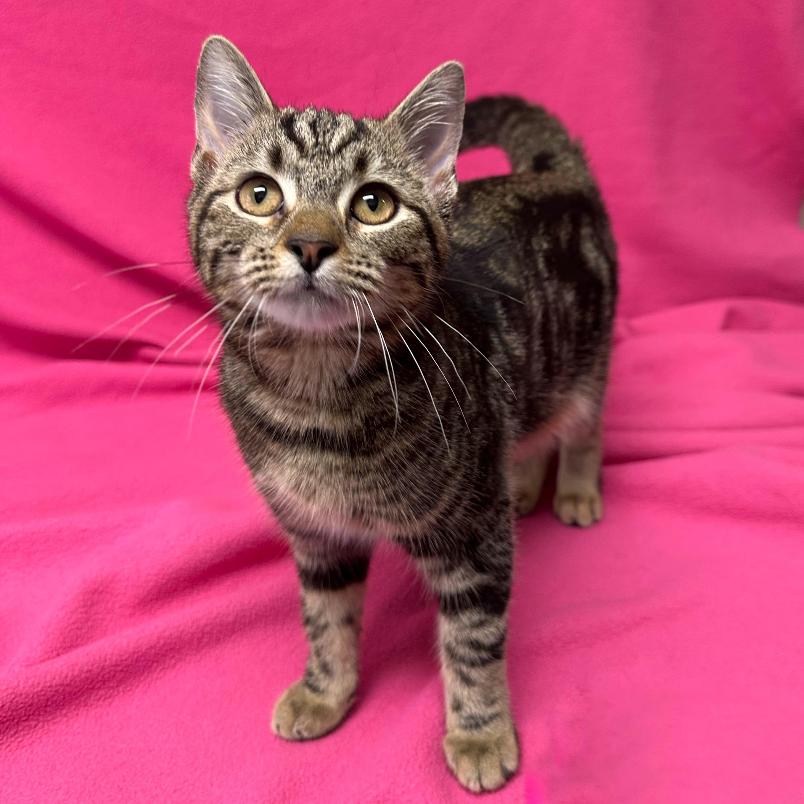 Enlarge Buttercup, an adoptable Domestic Short Hair in Valdosta, GA image 2/3