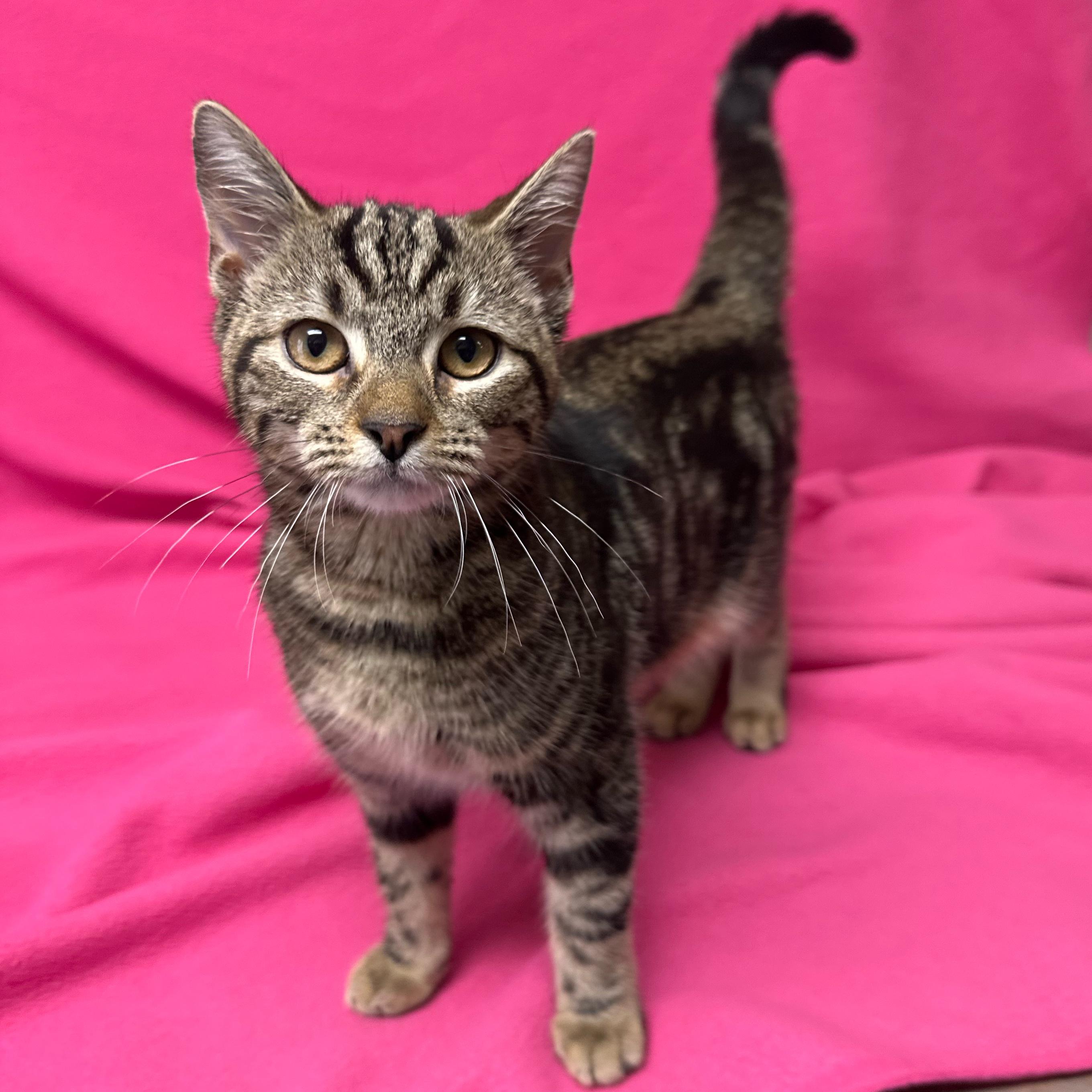 Buttercup, adoptable, Kitten Female Domestic Short Hair.