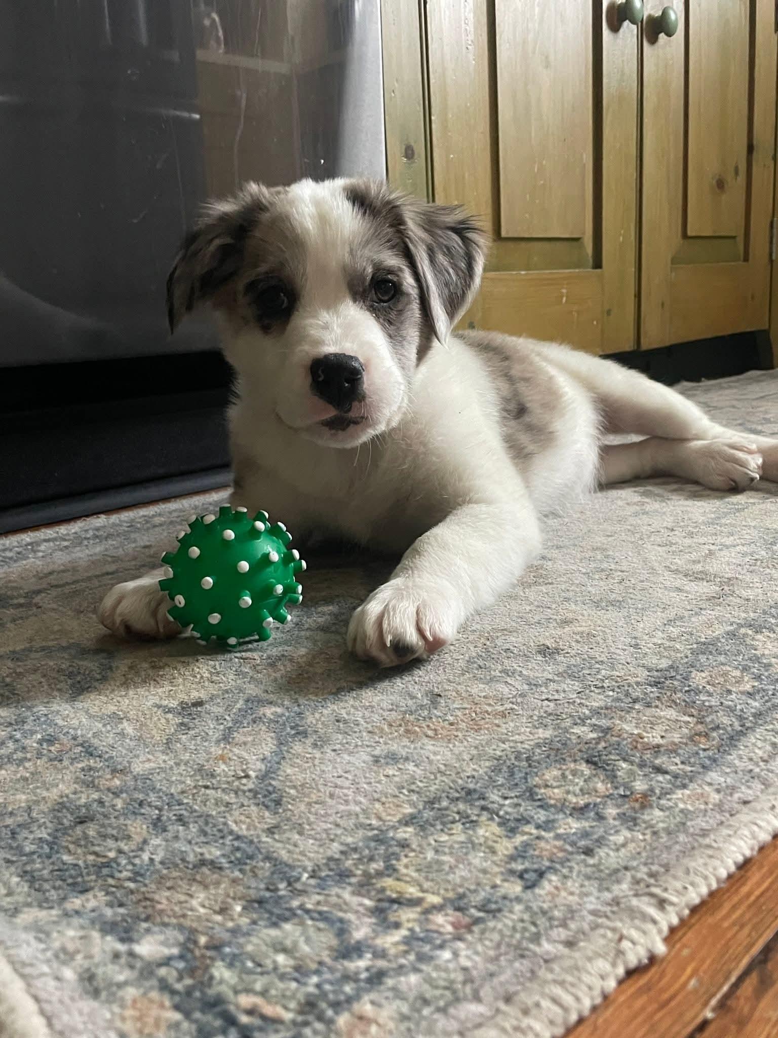 Gracie, ADOPTABLE, Puppy Female Terrier & Australian Shepherd.