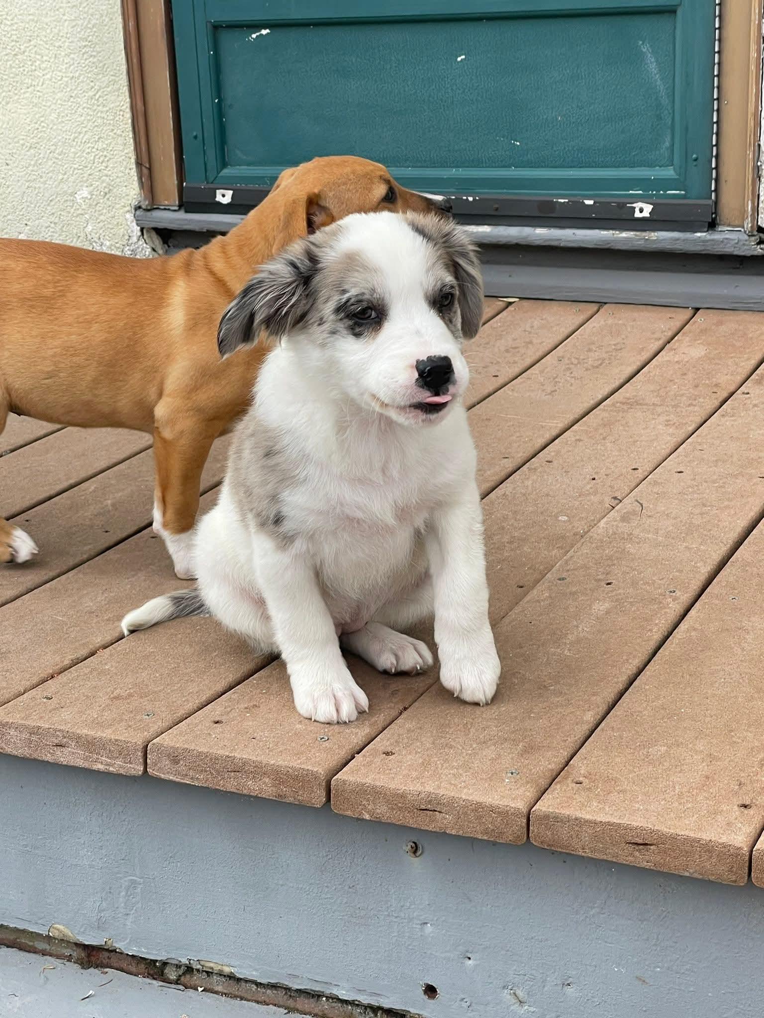 Enlarge Gracie, a ADOPTABLE mixed breed in Collingswood, NJ image 3/3