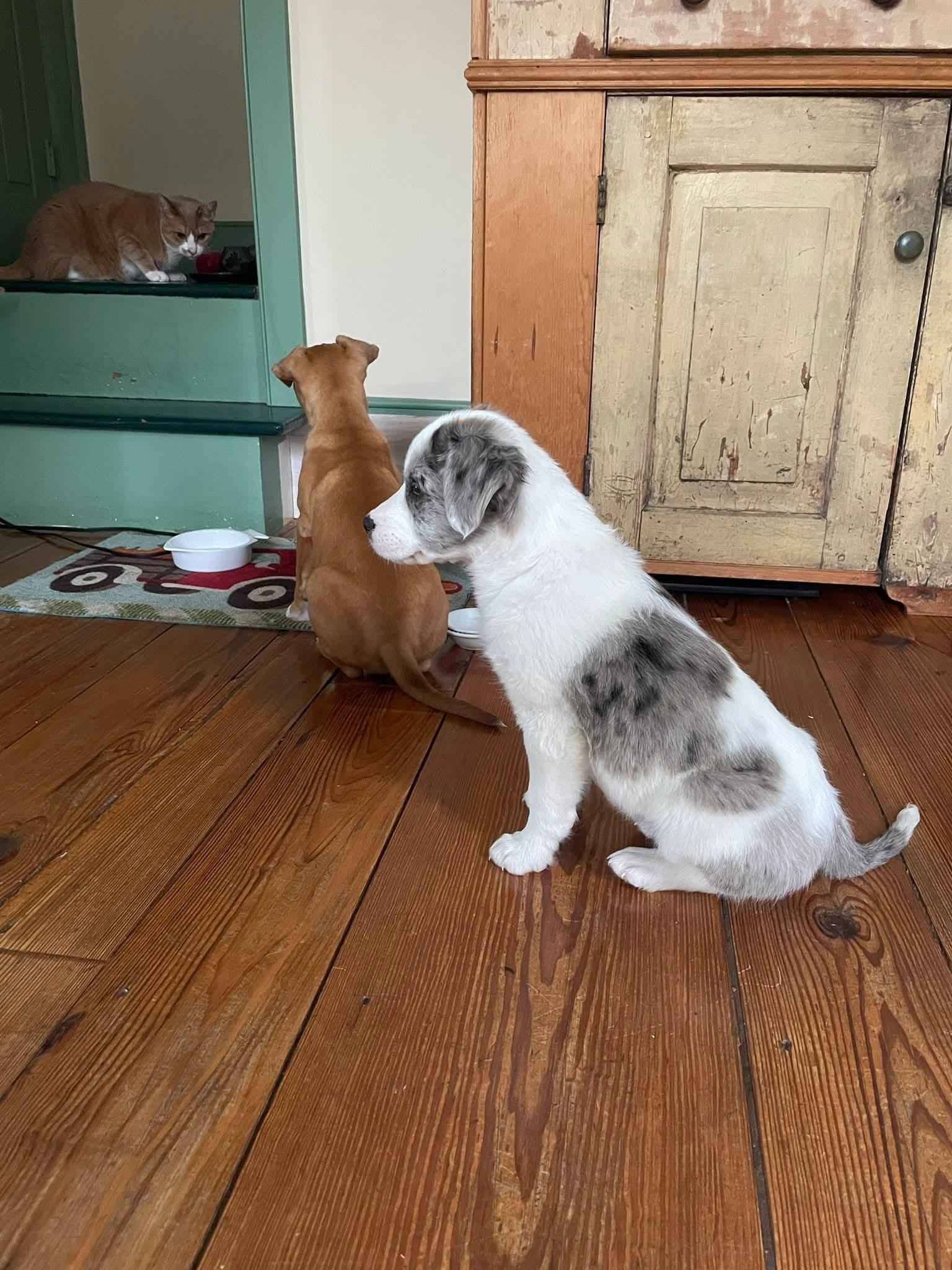 Enlarge Gracie, a ADOPTABLE mixed breed in Collingswood, NJ image 2/3