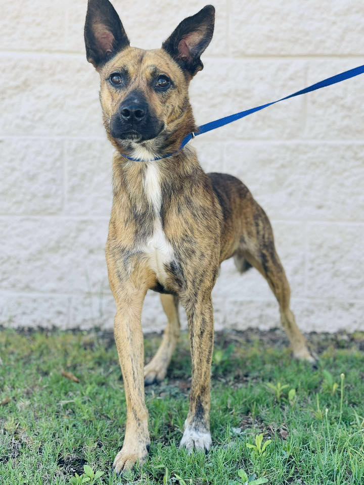 AC#3343 "Silas", Adoptable, Young Male Shepherd & Hound.