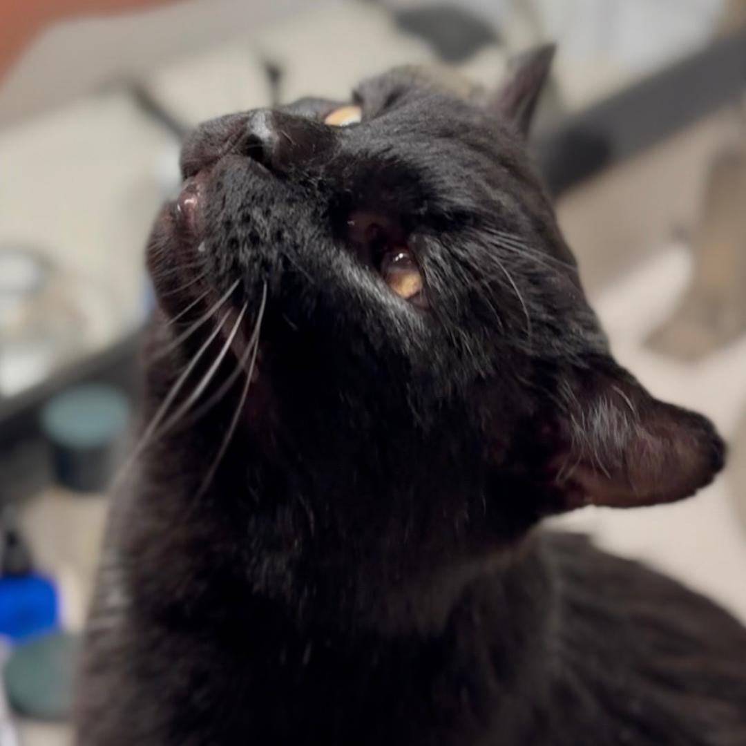 Hank, ADOPTABLE, Adult Male Domestic Short Hair.