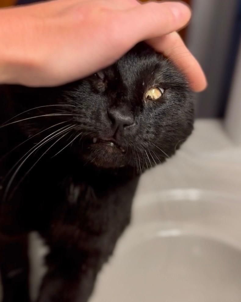 Enlarge Hank, a ADOPTABLE Domestic Short Hair in Johnsburg, IL image 4/4