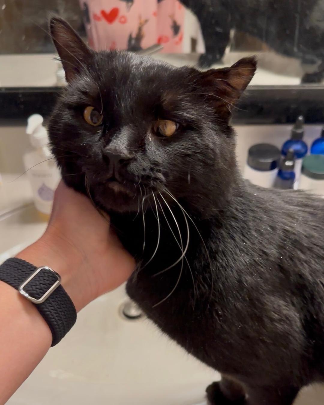 Enlarge Hank, a ADOPTABLE Domestic Short Hair in Johnsburg, IL image 2/4