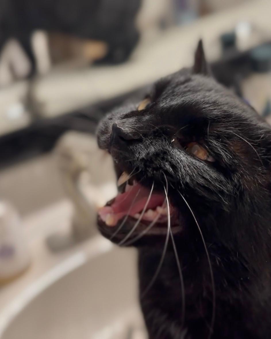 Enlarge Hank, a ADOPTABLE Domestic Short Hair in Johnsburg, IL image 3/4