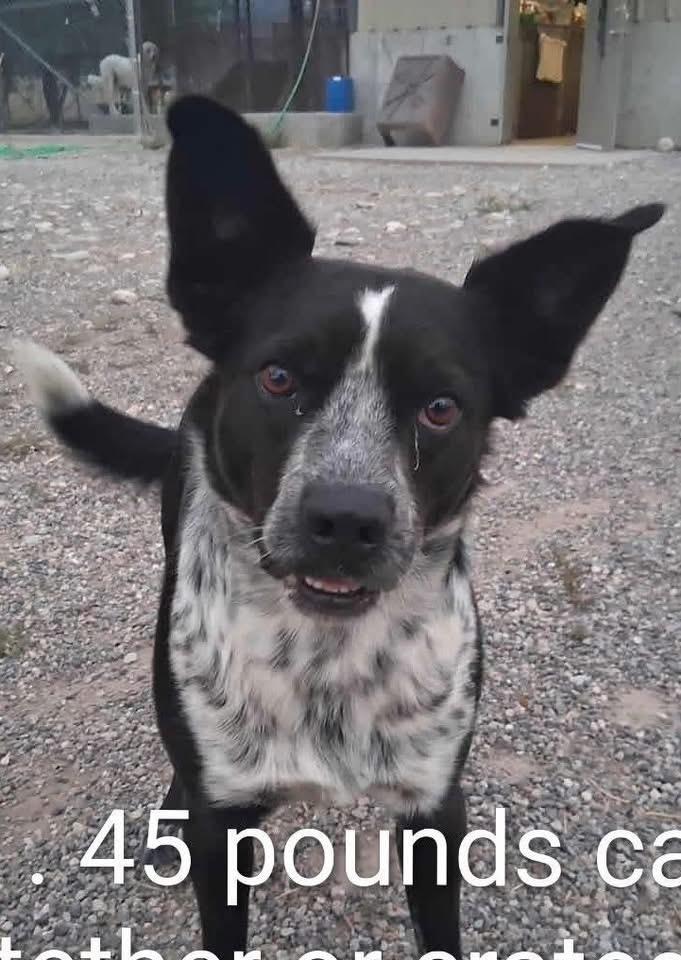 BRODY **COURTESY LISTING FOR LUKE'S LEGACY**, a ADOPTABLE mixed breed image 1/3