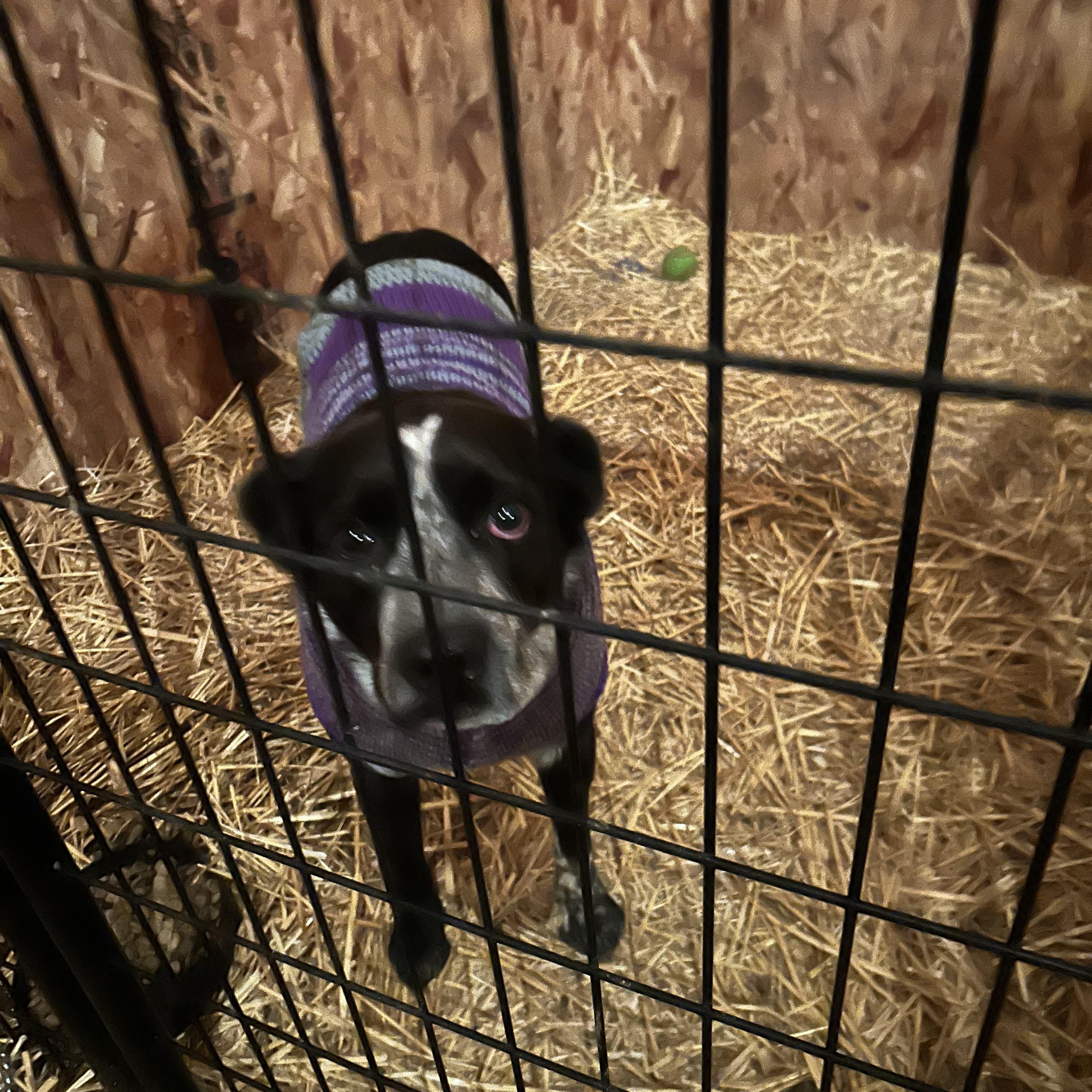 BRODY **COURTESY LISTING FOR LUKE'S LEGACY**, a ADOPTABLE mixed breed image 3/3