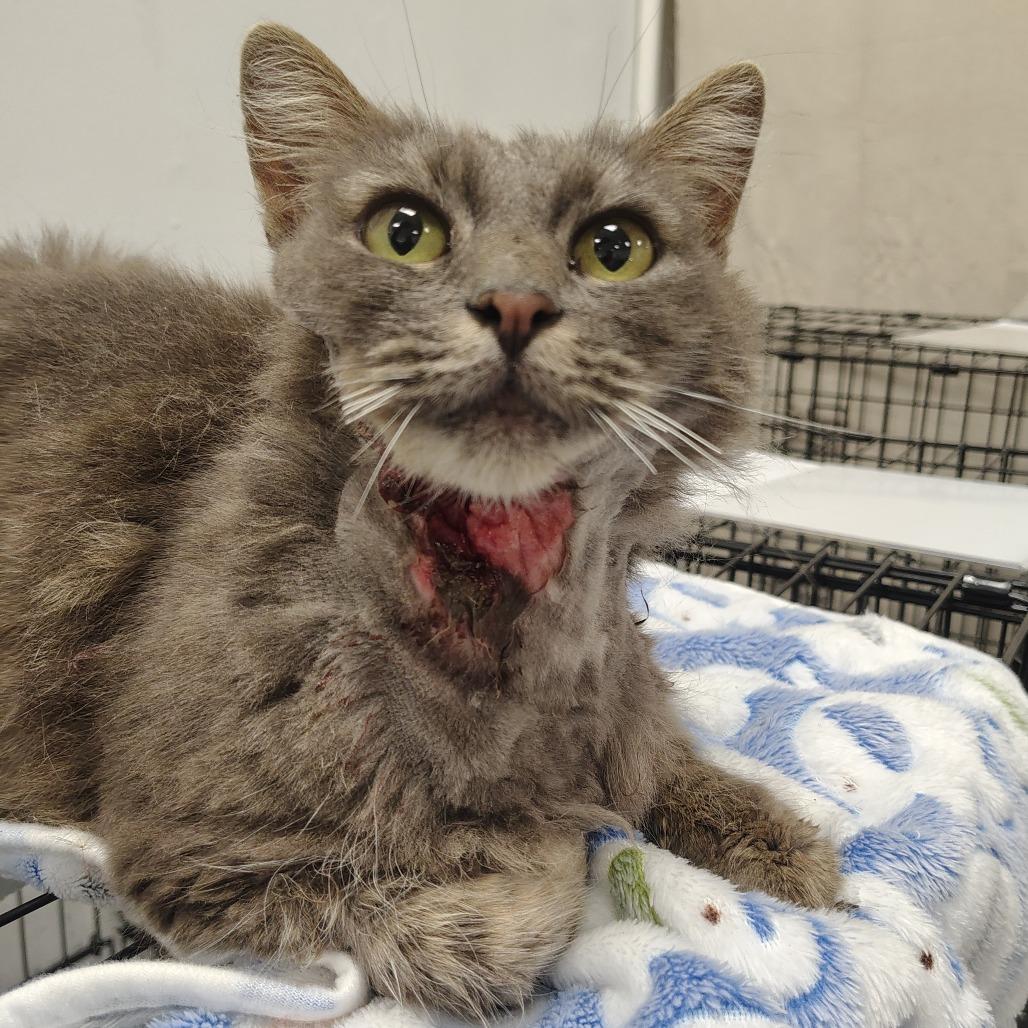 Slasher, Adoptable, Adult Male Domestic Medium Hair.